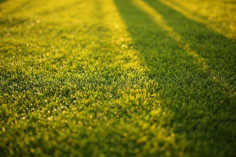 greenpal mowed lawn